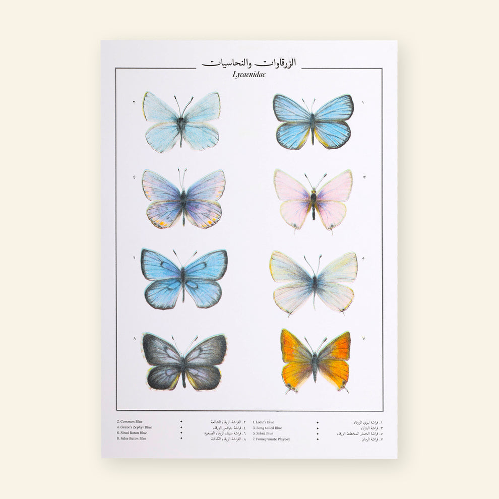 Lycaenidae XII Butterflies Poster (IMPERFECT)