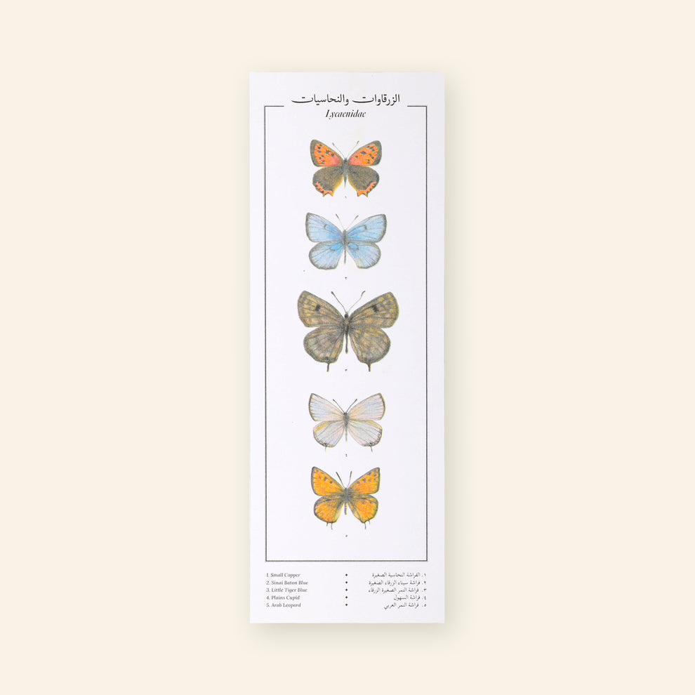 Lycaenidae IX Butterflies Print